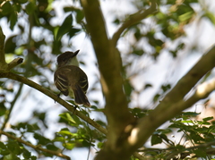 Myiarchus antillarum