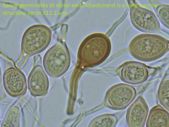 Scytinostroma artocreas