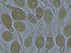 Scytinostroma artocreas