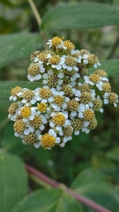 Alloispermum integrifolium