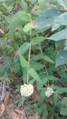 Alloispermum integrifolium
