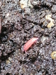 Androniscus dentiger
