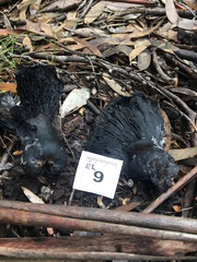 Asterophora mirabilis