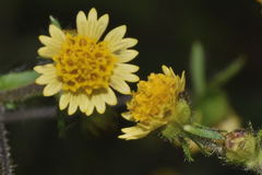 Sigesbeckia agrestis