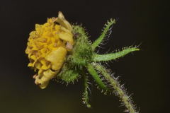 Sigesbeckia agrestis