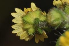 Sigesbeckia agrestis