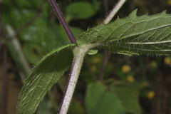 Sigesbeckia agrestis