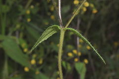 Sigesbeckia agrestis