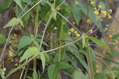 Sigesbeckia agrestis