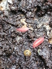 Androniscus dentiger