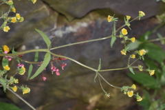 Sigesbeckia agrestis