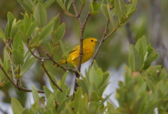 Setophaga petechia cruciana