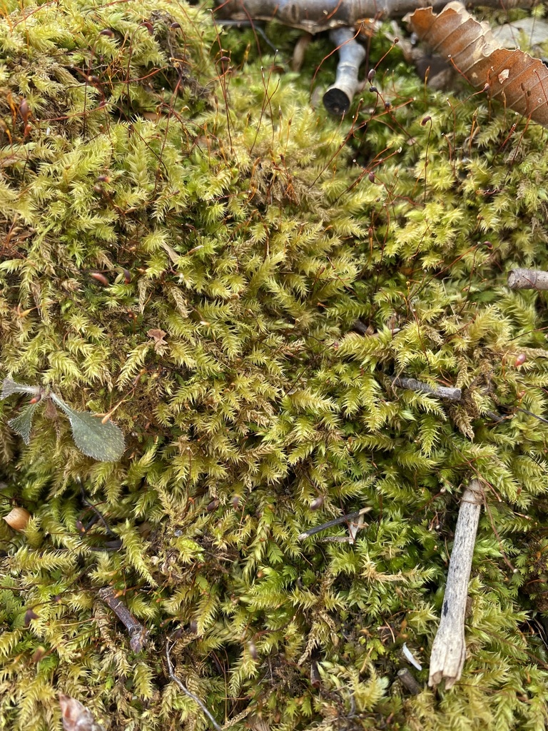 Rough-stalked Feather-moss from Base Line East Rd, Kings, NS, CA on ...