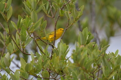 Setophaga petechia cruciana