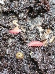 Androniscus dentiger