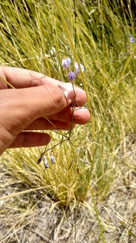 Image of Vicia magellanica by (c) Ezequiel Racker, some rights reserved (CC BY)