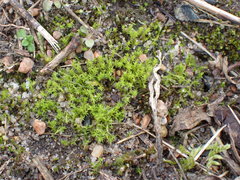 Pseudocrossidium hornschuchianum