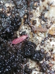 Androniscus dentiger