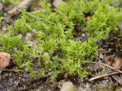 Pseudocrossidium hornschuchianum