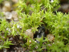 Pseudocrossidium hornschuchianum