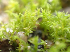 Pseudocrossidium hornschuchianum