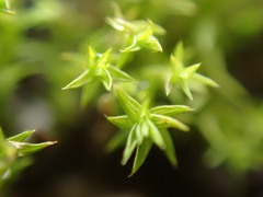 Pseudocrossidium hornschuchianum