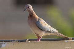 Streptopelia senegalensis