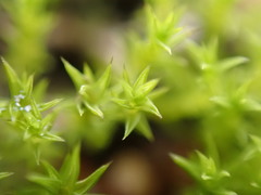 Pseudocrossidium hornschuchianum