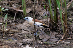 Yellow-Rumped Munia photo 4