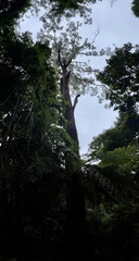 Eucalyptus fastigata