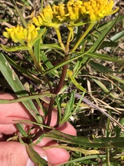 Flaveria linearis