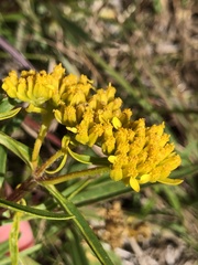 Flaveria linearis