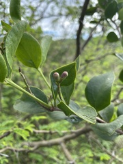 Dendropemon caribaeus