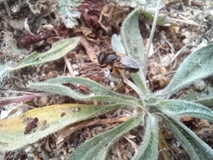 Platynochaetus setosus