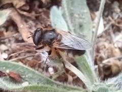 Platynochaetus setosus