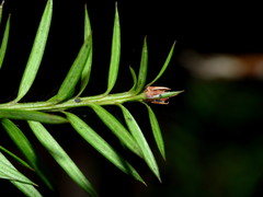 Podocarpus acutifolius