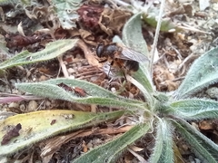 Platynochaetus setosus