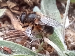 Platynochaetus setosus