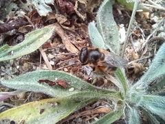 Platynochaetus setosus