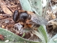 Platynochaetus setosus