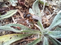 Platynochaetus setosus