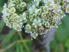 Ligusticum apiifolium