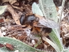 Platynochaetus setosus