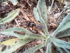 Platynochaetus setosus