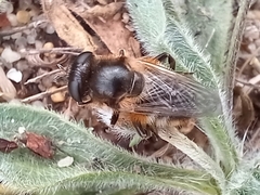 Platynochaetus setosus