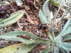 Platynochaetus setosus