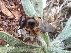 Platynochaetus setosus