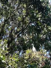 Tigrisoma