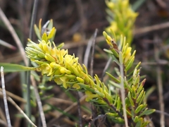 Thymelaea ruizii