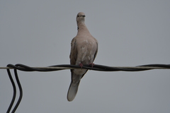 Streptopelia roseogrisea